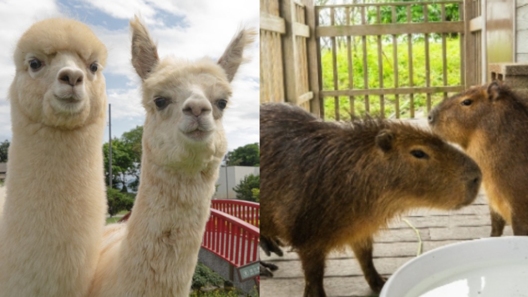 「動物體驗飯店」免預約 與超夯羊駝、水豚零距離