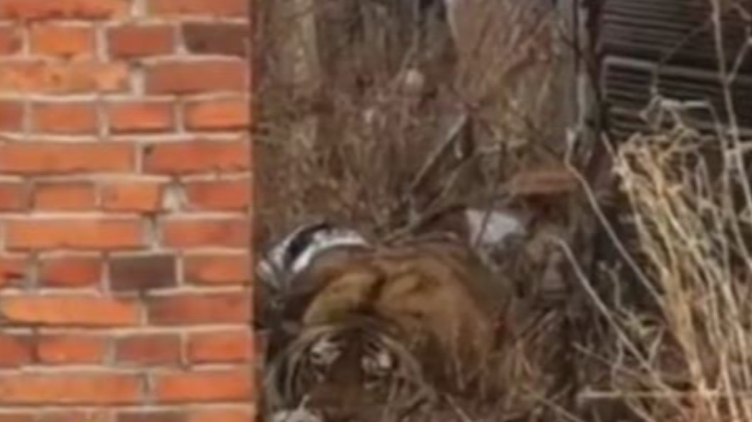 圖/翻攝自漩涡视频 微博