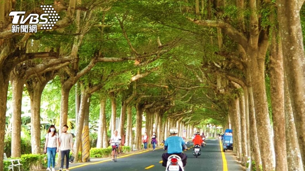 潮州綠色隧道。（圖／中央社）