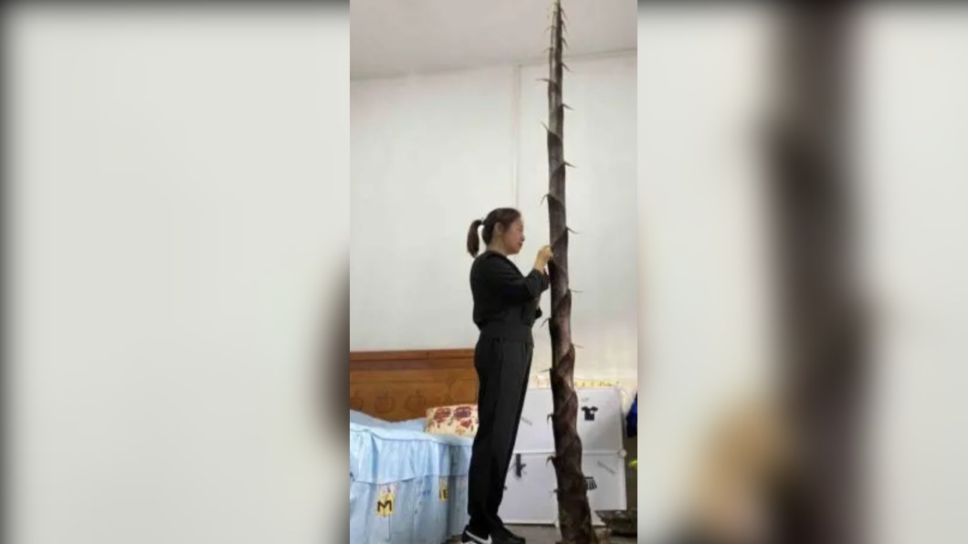 老師記錄著竹筍生長狀況。(圖/翻攝自《新快報》)