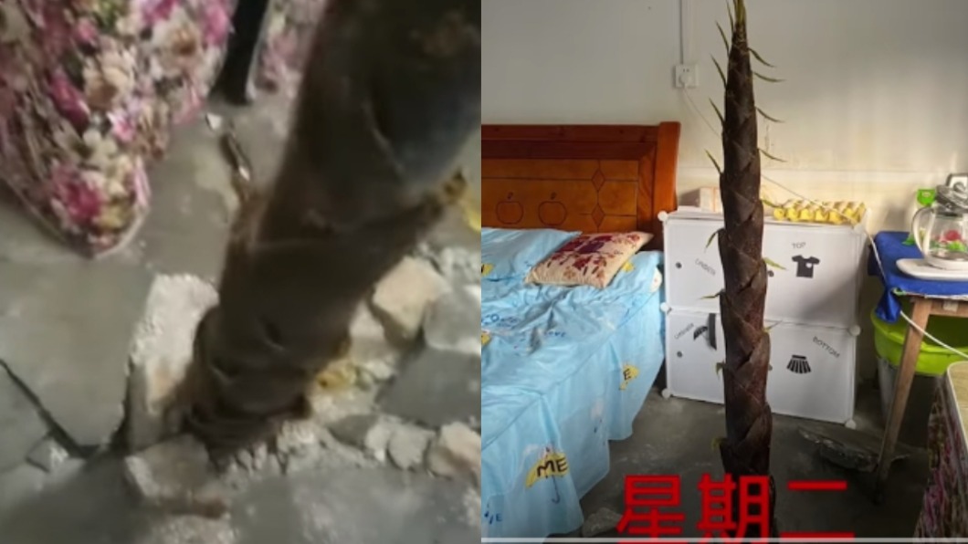 一個杯子大小的竹筍暴風生長。(圖/翻攝自「漩渦視頻」YouTube)