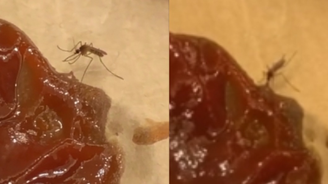 誤把番茄醬當人血「埋頭苦吸」 網笑:是台南蚊!