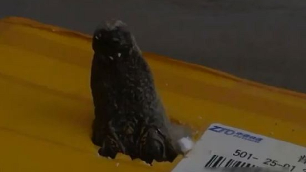 包裹內的鱷魚伸出嘴透氣。（圖／翻攝自微博）