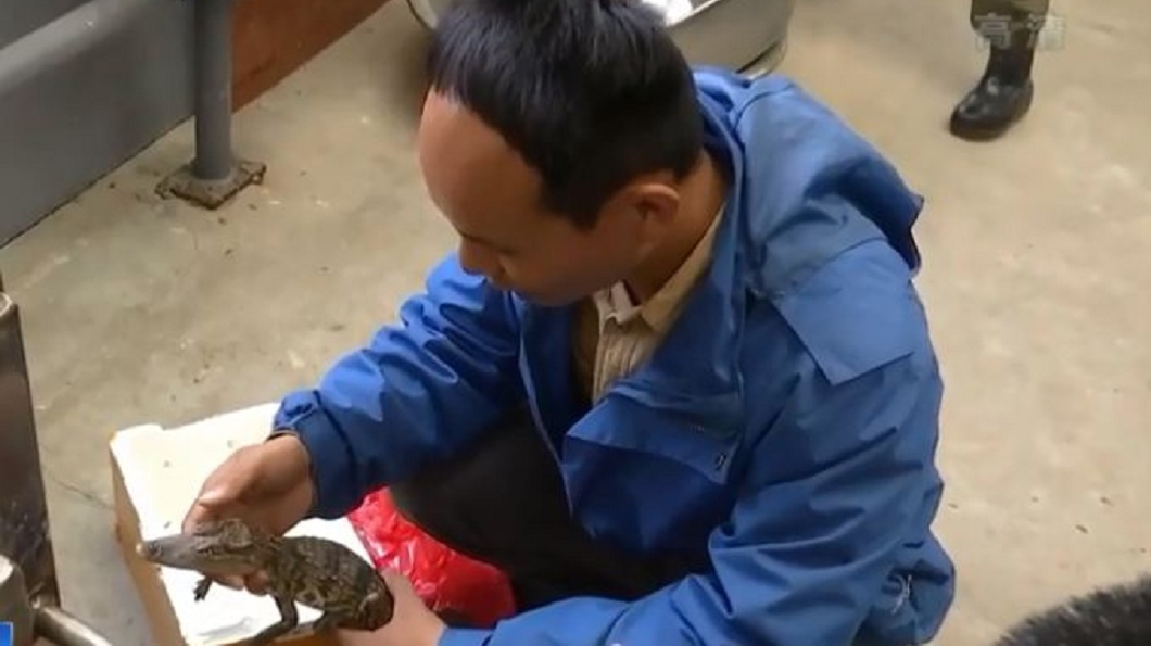 事後經過野生動物園鑑定,這是一隻泰國鱷。(圖/翻攝自微博)
