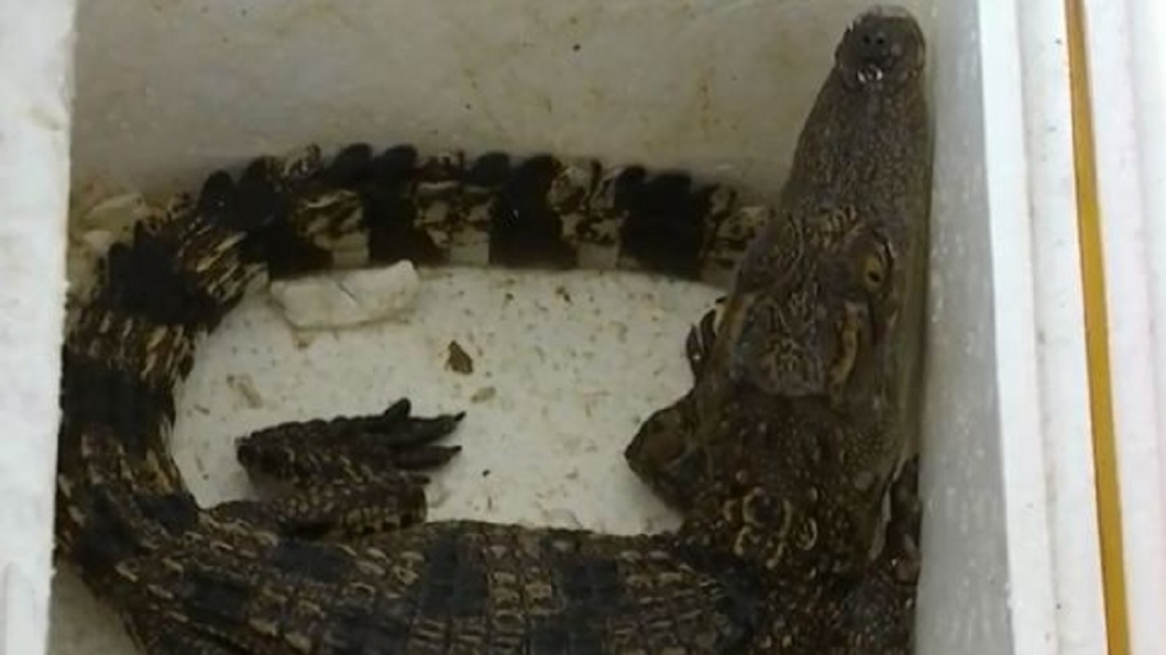 打開箱子一看,裡面竟然裝了一隻縮小版的鱷魚。(圖/翻攝自微博)