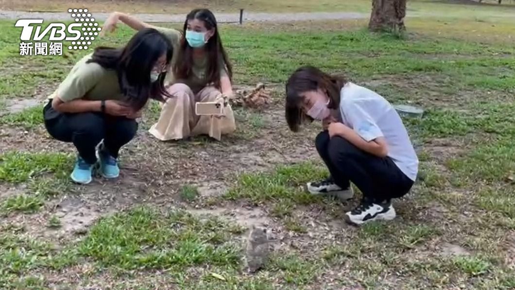 幼鳥不怕生讓園方的工作人員拍照觀賞。(圖/TVBS)