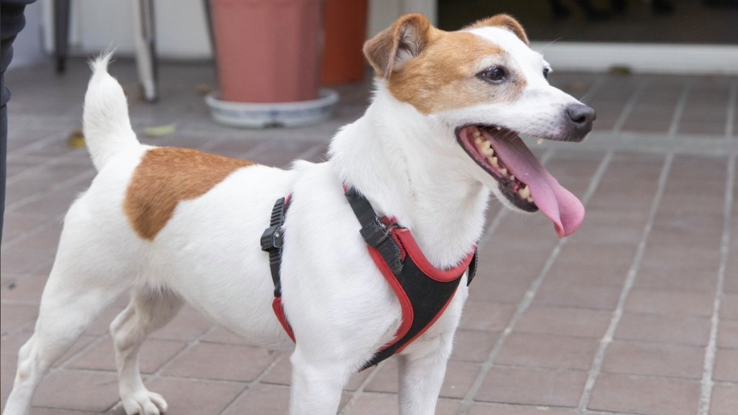 蔡英文領養搜救犬樂樂 趙少康:用狗博取同情