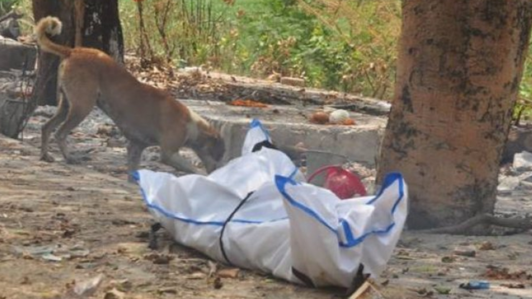 印度疫情崩潰!遺體排隊火化淪食物 遭狗啃「臉剩一半」