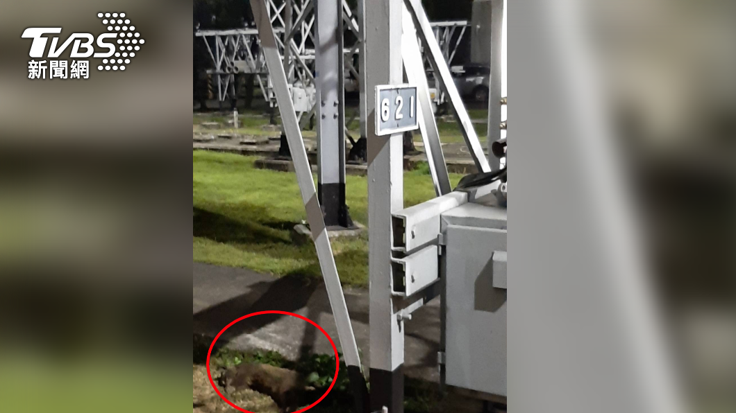 桃園停電罪魁禍首竟是白鼻心。(圖/TVBS)