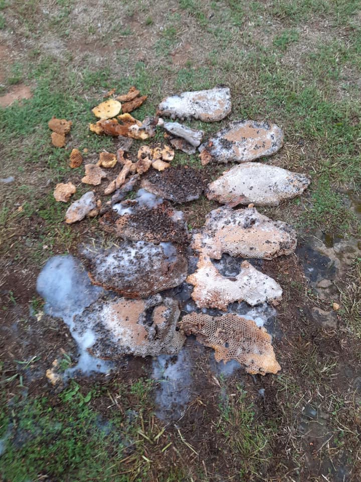 專家估現場有6萬隻殺人蜂。(圖/翻攝自Breckenridge Fire Department臉書)