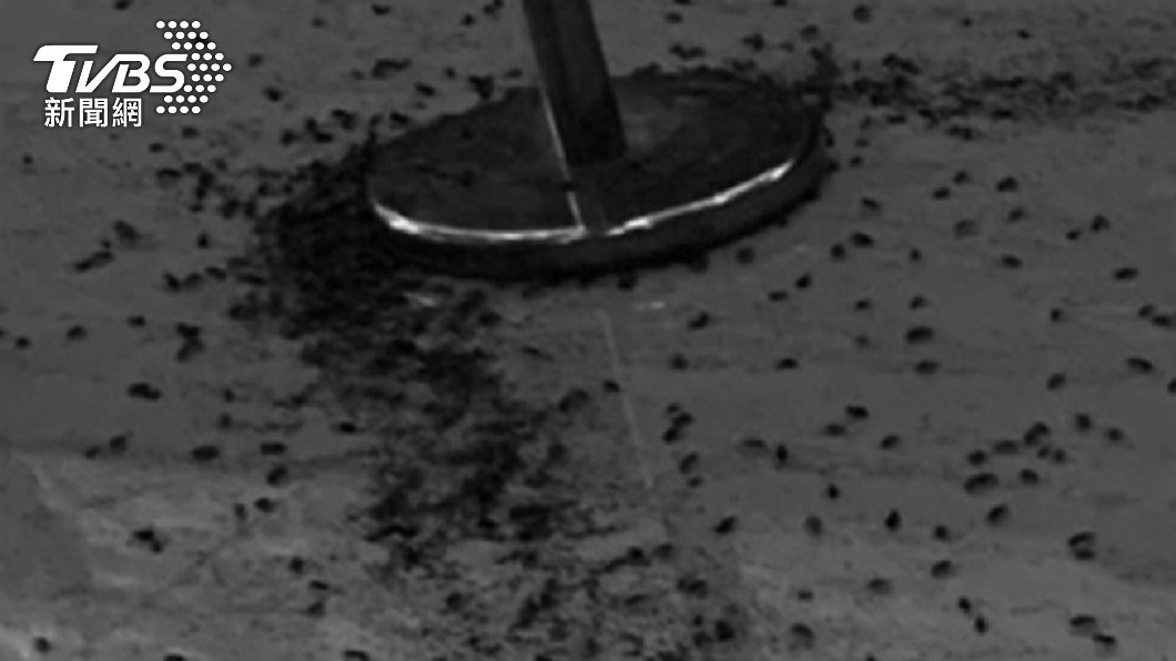 蟑螂之亂!凶器「櫻桃紅蟑」價格曝 網購還能超商取活體