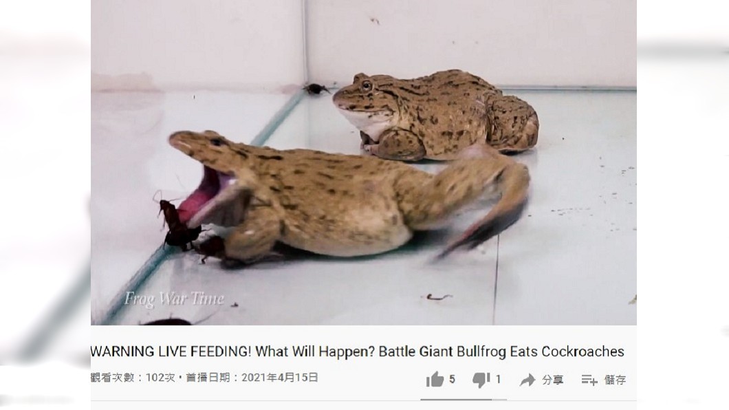 牛蛙兇猛獵食飛天大蟑螂。(圖/翻攝自Frog War Time YouTube)