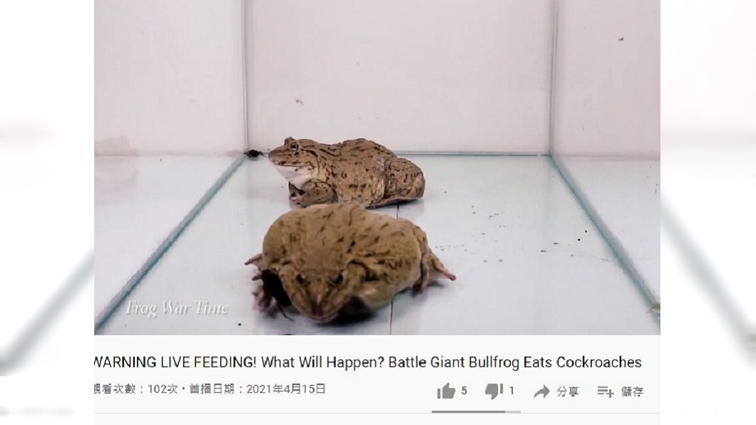 2隻牛蛙短短時間就將箱中蟑螂吃光光。(圖/翻攝自Frog War Time YouTube)