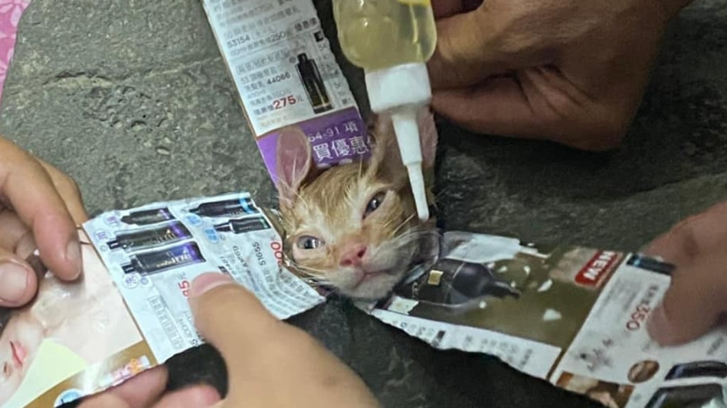 小貓咪貪玩頭卡石縫 潤滑油推擠40分終脫困