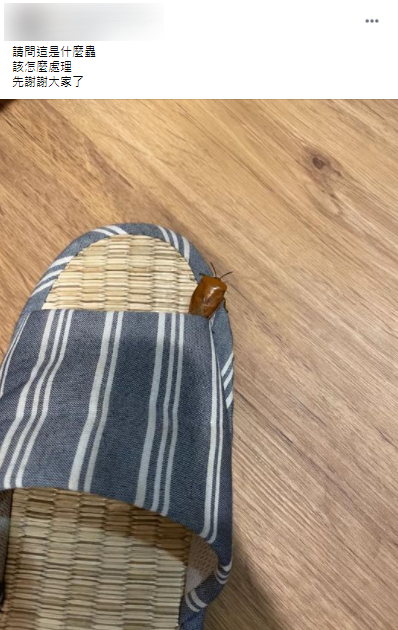 原PO家裡出現荔枝椿象。(圖/翻攝自爆系知識家)