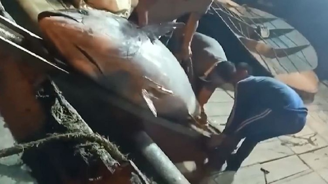 許多行家得知賣出價格後,直呼這位漁民虧大了。(圖/翻攝自微博)
