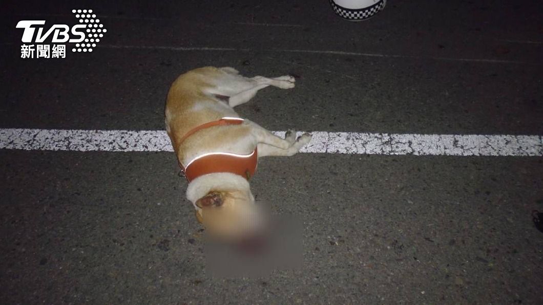 機車追撞腳踏車 無辜小狗當場吐血亡