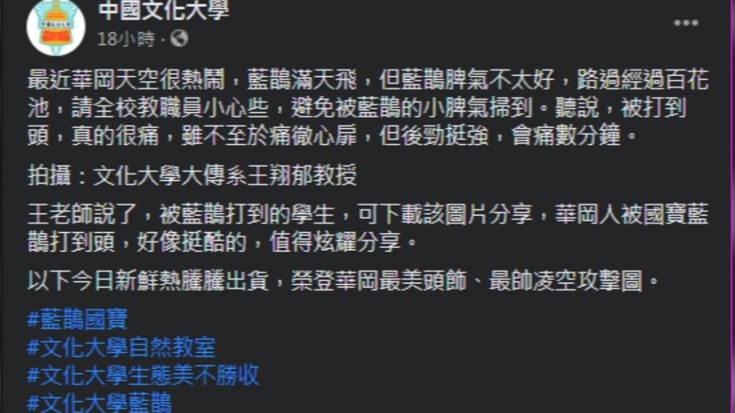 文化大學校方於臉書上發文,呼籲教職員與學生當心藍鵲的攻擊。(圖/翻攝自中國文化大學臉書)