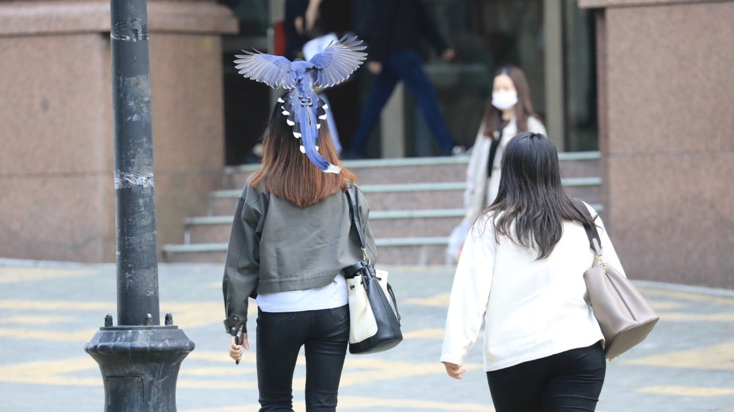 藍鵲性情兇悍,常傳出襲人事件。(圖/翻攝自中國文化大學臉書)
