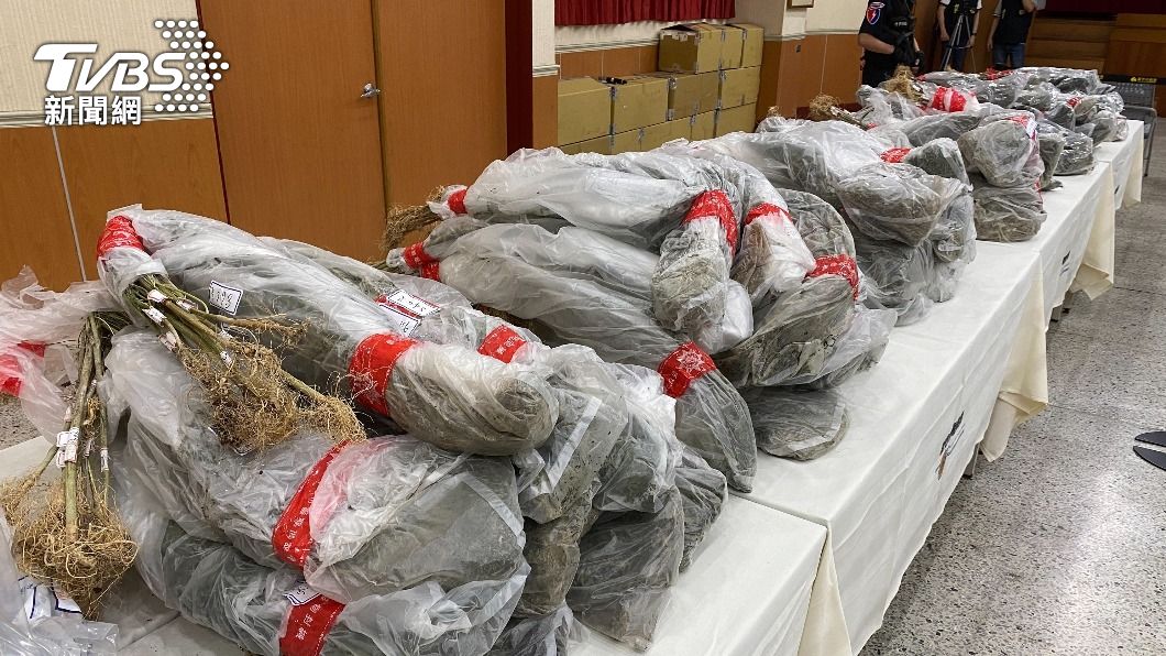 竹市警跟監2個月破大麻工廠　查扣市值5億成品活株
