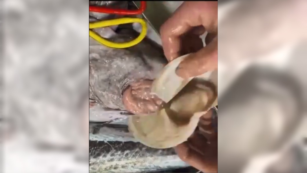 魚販老闆表示，這種情況已經不是第一次了，他先前還在魚肚子裡發現易開罐。（圖／翻攝自人民日報）