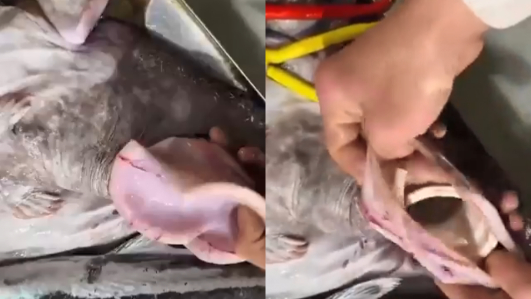 海洋在哭泣!魚肚剪開驚見塑膠杯 攤販:還曾有易開罐
