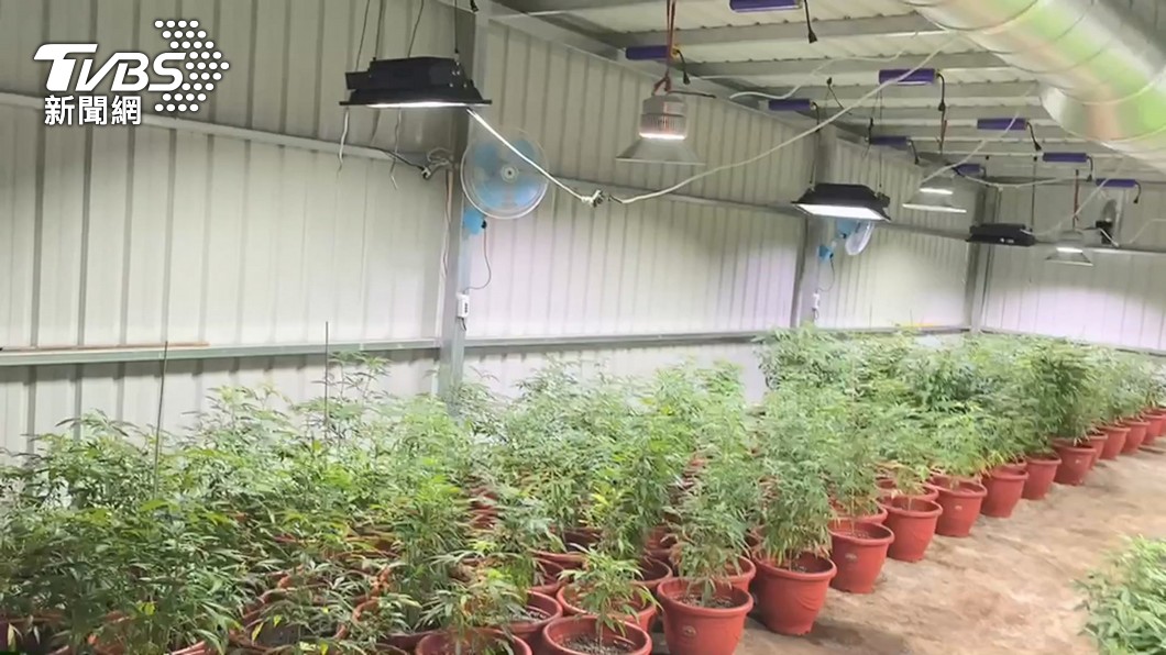 市值近5億元!新竹破企業化經營 「北台最大大麻工廠」