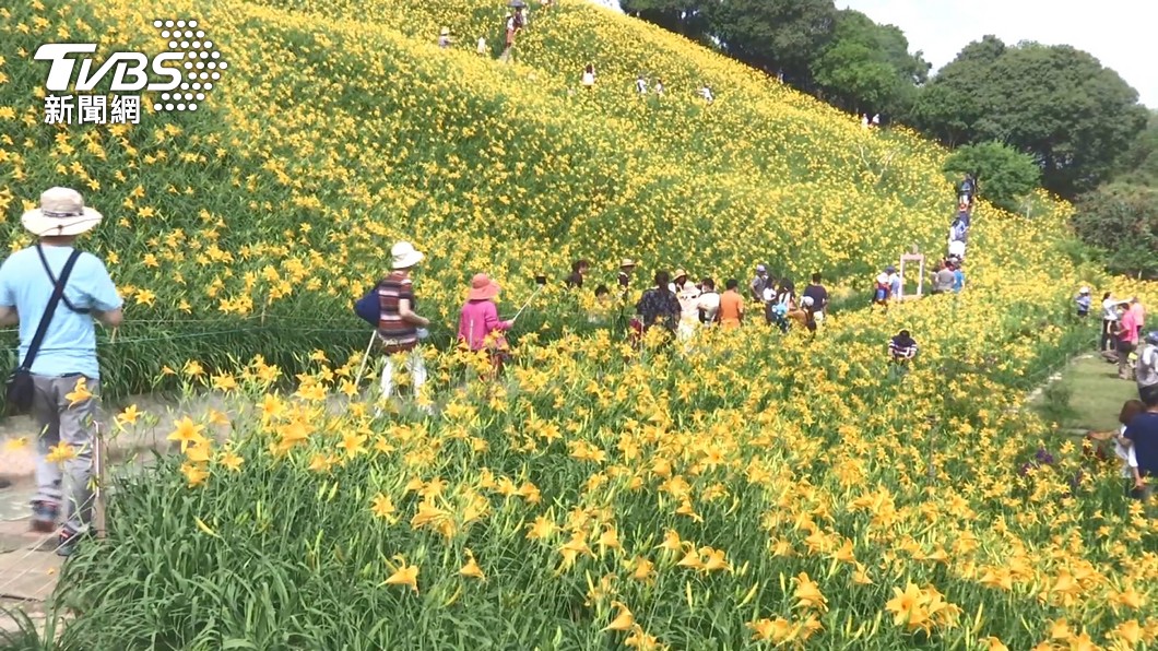 中秋出遊別錯過!全台7處「金針花海仙境」 北部也有