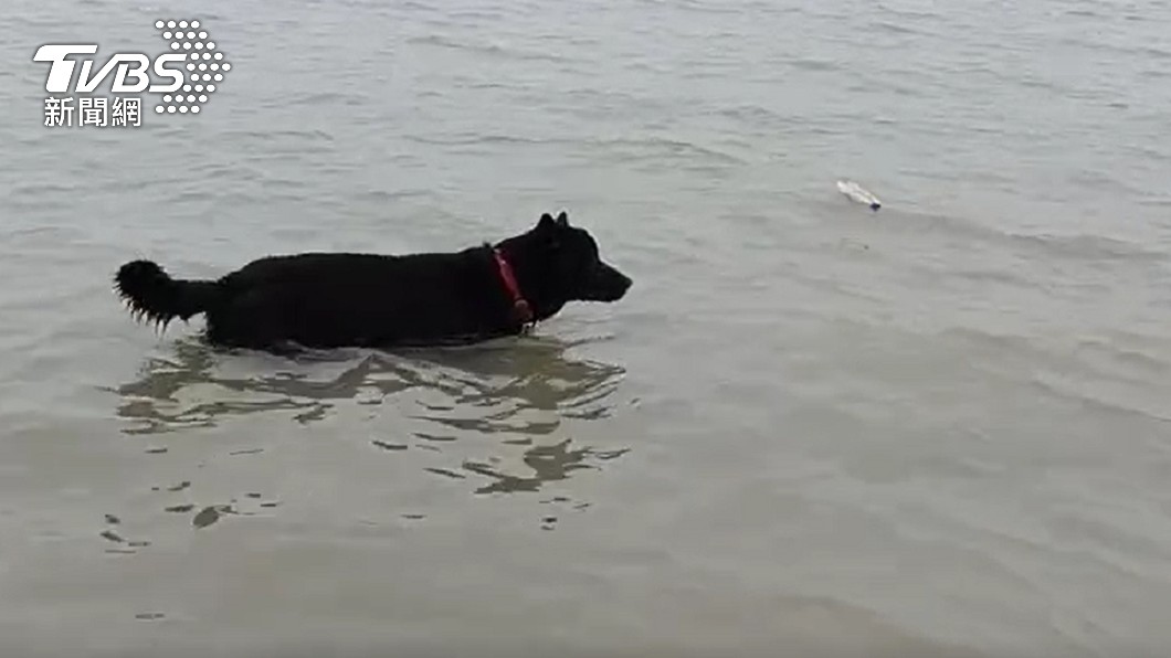 愛犬無心撿回,卻讓老伯賺翻了。(圖/TVBS)