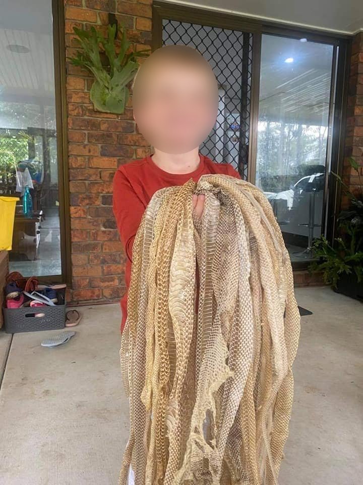 男童手持蛇皮開心留影。(圖/翻攝自Sunshine Coast Snake Catchers 24/7臉書)