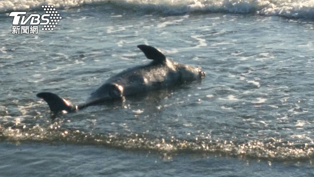 台南將軍沙灘發現死亡鯨豚 初判為保育類露脊鼠海豚
