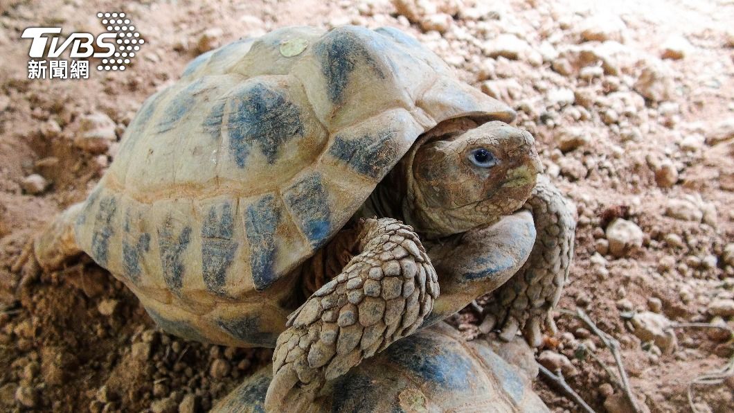 四爪陸龜雄龜會對著心儀的女生猛點頭。(圖/台北市立動物園提供)