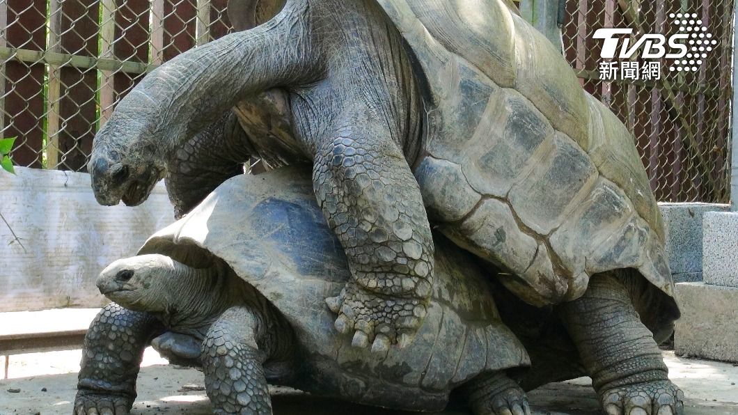 繁殖季節,陸龜會發出一些特別的聲音。(圖/台北市立動物園提供)