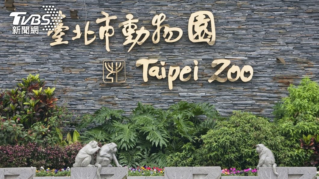 北市動物園放寬!開放貓熊、無尾熊、企鵝室內展館