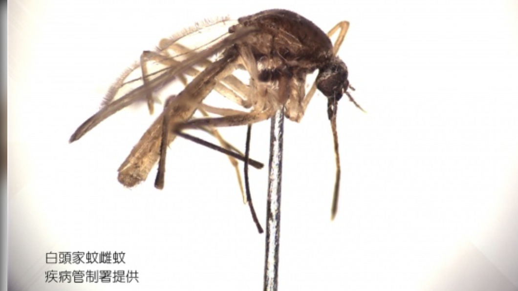 今年首例日本腦炎 屏東男抽搐確診在加護病房救治