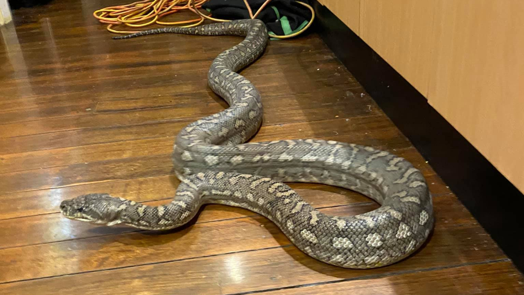 專家表示,此種蟒蛇擁有近百顆牙齒。(圖/翻攝自Brisbane North Snake Catchers and Relocation臉書)