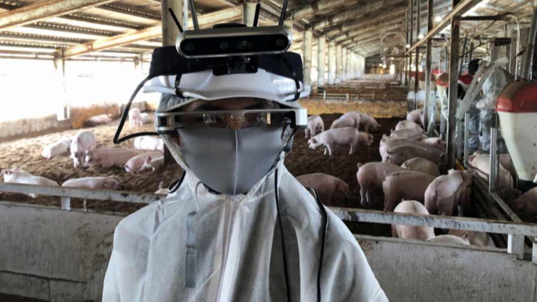 結合AI與VR　日本發明能測量「豬體重」的科技眼鏡　