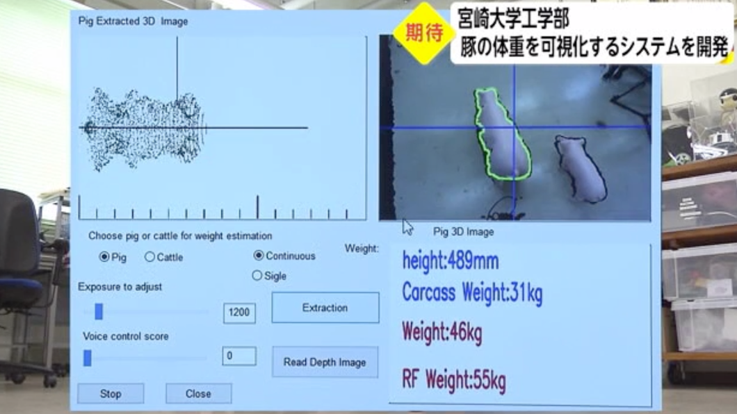 測量豬重量的顯示畫面。(圖/翻攝自宮崎ニュースUMK)