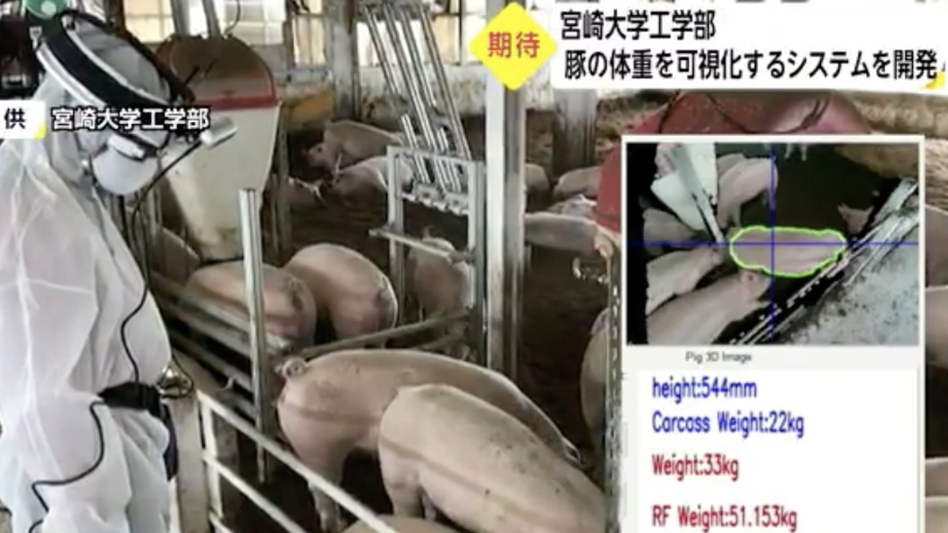 這款眼鏡能讓農家減輕負擔,簡單就能判斷豬的體重。(圖/翻攝自宮崎ニュースUMK)