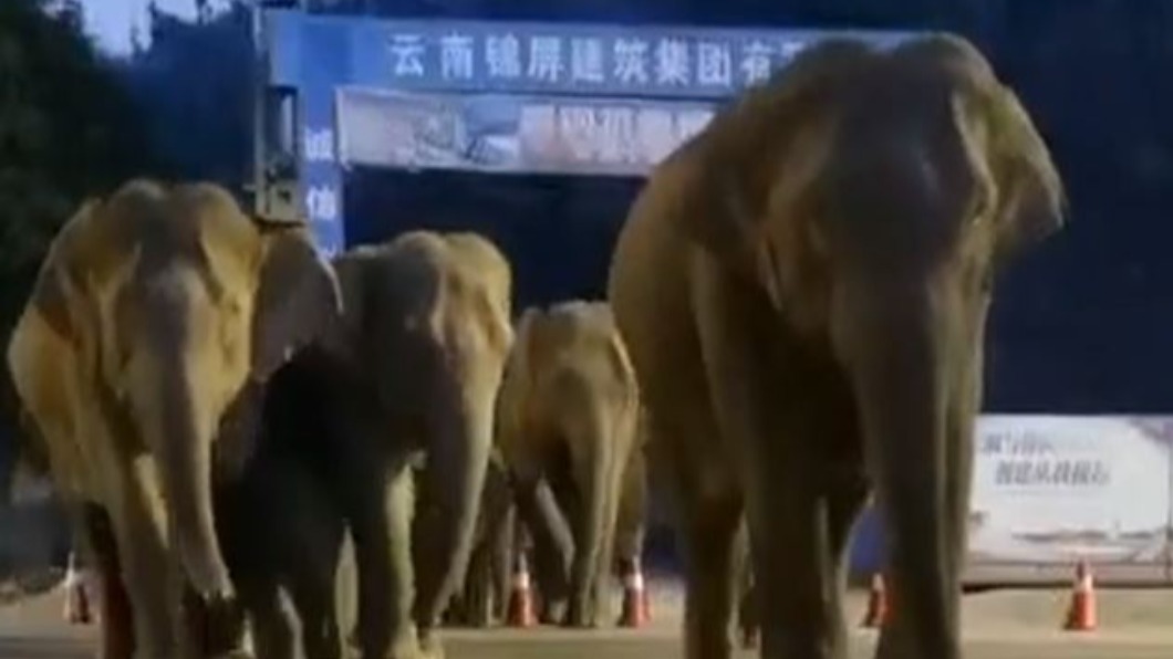 圖/翻攝自正观视频微博