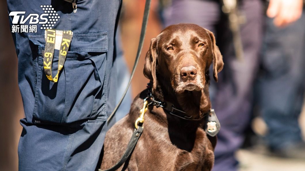 不知大麻已經合法化 維州緝毒犬恐成執法漏洞被迫退休