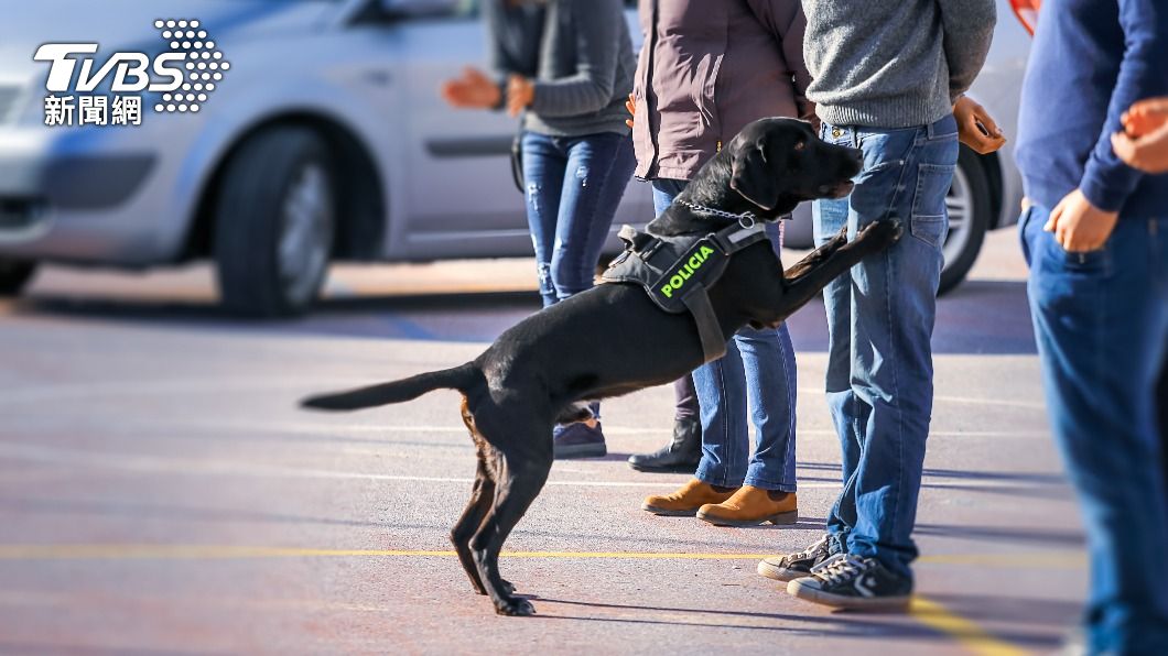 緝毒犬多用來偵測嫌犯是否持有非法毒品。(示意圖/shutterstock達志影像)