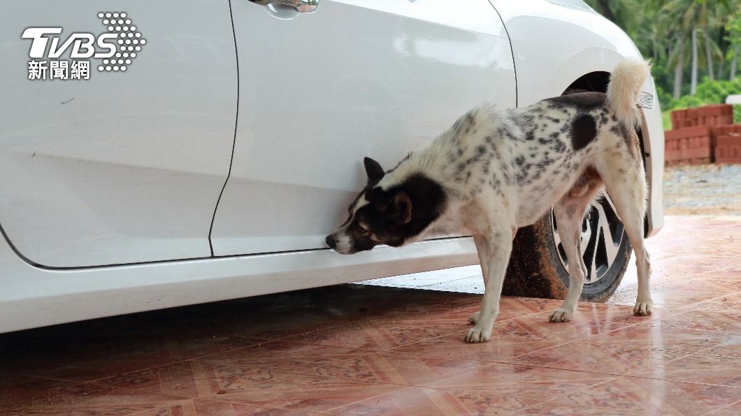 犬隻需經過長時間的訓練才能成為緝毒犬。(示意圖/shutterstock達志影像)