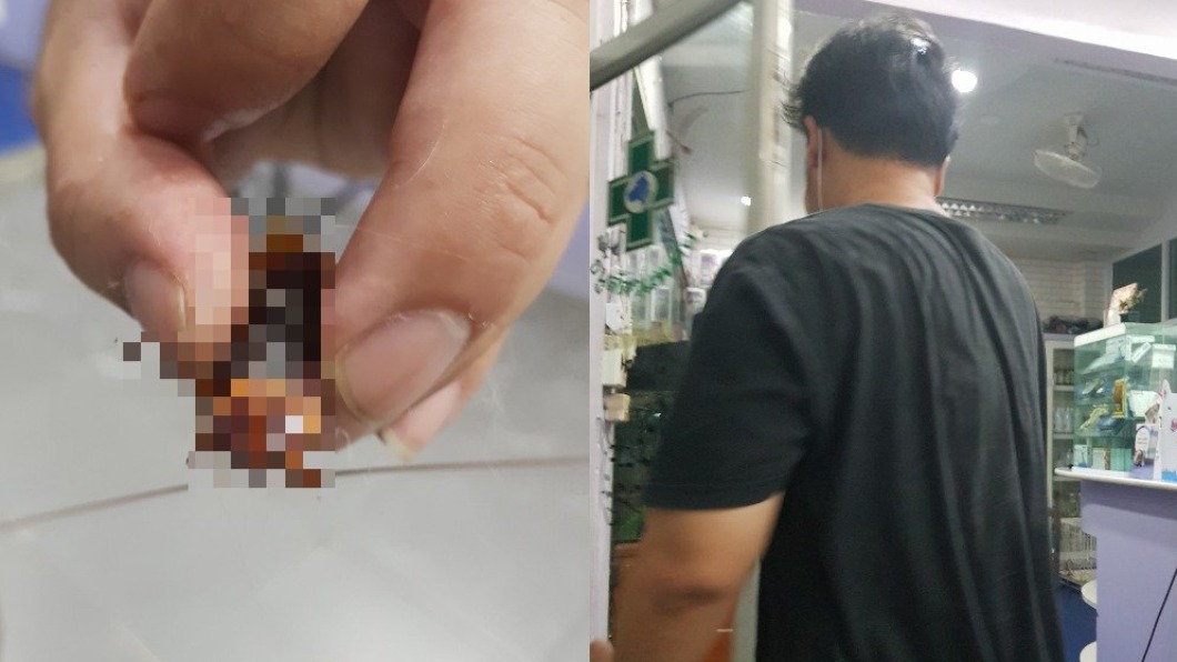 小強被踩剩半條命!好心男抓去急救 獸醫:傷勢好轉很多
