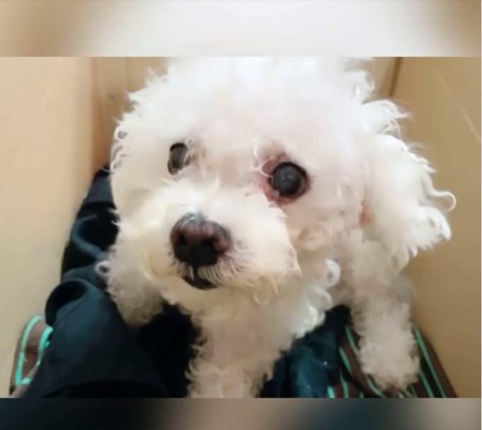 林彥汝養的毛小孩,也得到妥善安置。(圖/翻攝自林彥汝臉書)