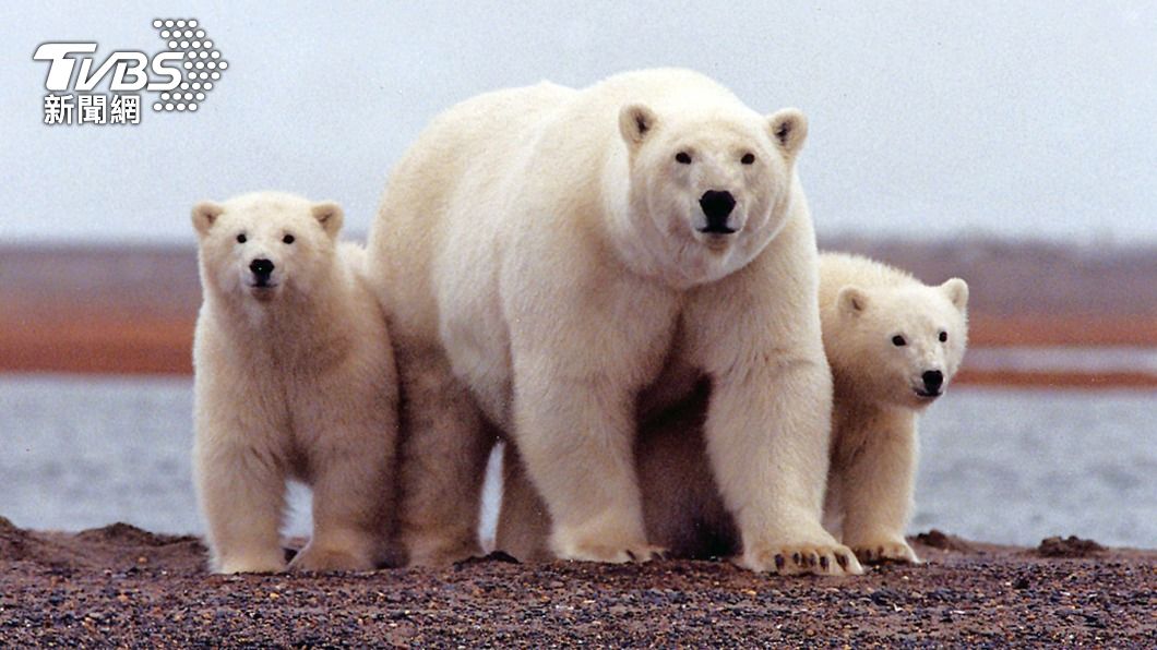 北極國家野生動物保護區,對於保育北極熊相當重要。(圖/達志影像路透社)