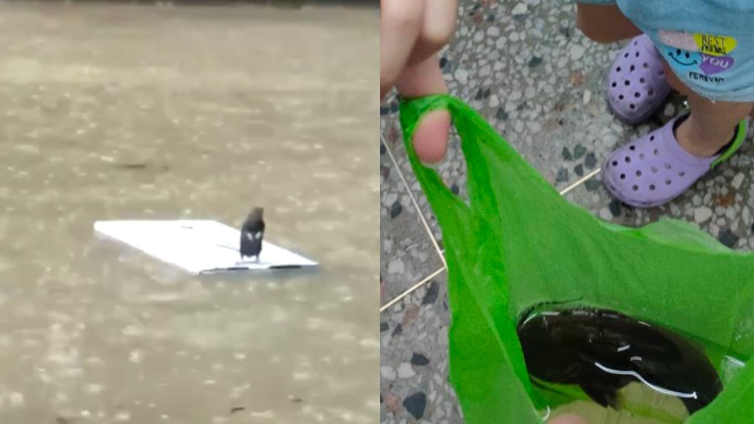 忠孝東路抓鯰魚!北市淹水慘兮兮「老鼠抓浮板求救」