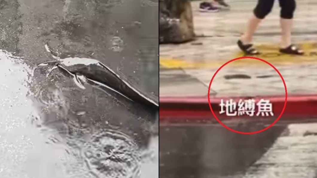 北市淹水過後民眾陸續在路上看見魚類。(圖/翻攝自「信義區三兩事」臉書)