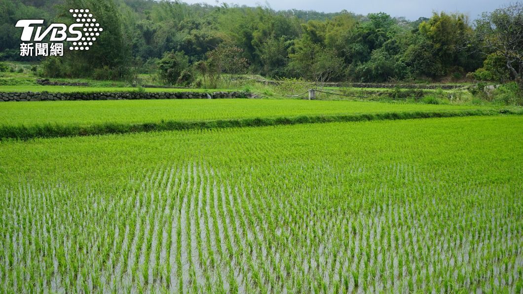 （圖／中央社）