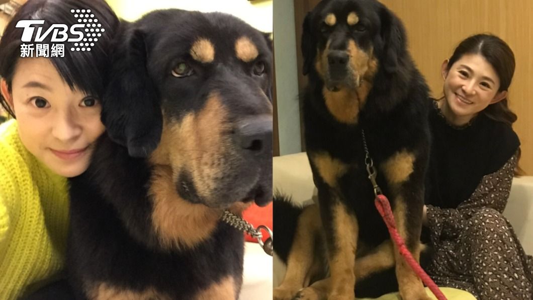 疫情期間在家開錄！蘇宗怡「愛犬搶鏡」萌度爆表